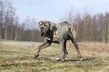 CANE CORSO 676